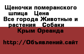 Щеночки померанского шпица › Цена ­ 25 000 - Все города Животные и растения » Собаки   . Крым,Ореанда